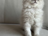BLUE POİNT YAVRU KEDİLER YUVASINI ARIYOR