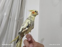 5 Aylık Sultan Papağanı Sahibinden