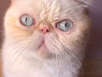 Yavrularımız veteriner bakımlıdır exotic shorthair