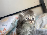 Yakışıklı black silver scottish fold