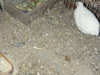 Çin bıldırcını 6 aylık 1 yaş arası