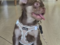 Rojo tan dişi french bulldog