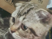 Henüz 70 günlük scottish fold tuvalet eğitimi var