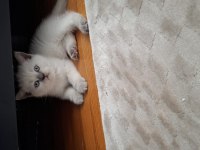British Shorthair Dişi Yavrumuz
