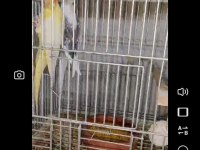 Sağlıklı sultan papağanlar