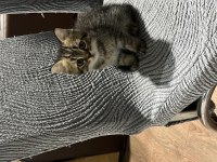British Shorthair Brown Tabby