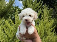 Tr nin en iyi maltipoo yavruları