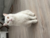 Adım Minik British Longhair