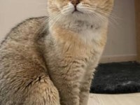 Golden shaded ny11 british shorthair