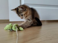 3 Aylık British Shorthair Erkek Black Gold