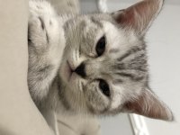 Dişi yavru british shorthair