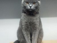 Yetişkin british shorthair dişimizi sahiplendirmek istiyoruz