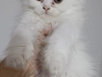Scottish Fold Kedimiz