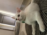 Pamuk aşırı uysal british shorthair