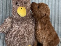 Eşsiz Güzellikte Toy Poodle Yavrumuz