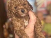 MİNİ BOY RED TOY POODLE KIZIMIZ
