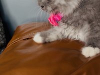 British Longhair 2 Aylık