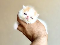 Şampiyon Ödüllü Exotic Shorthair Babanın Snoopy oğlu