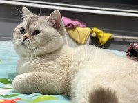 2 yaş erkek british shorthair sahiplendirilecektir