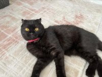 Scottish Fold Kedisi Sahiplendirme