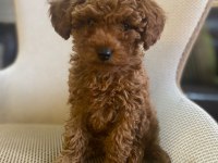 Toy Poodle Yavrularımız Ömürlük Aileleri Bekliyor