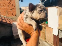 French Bulldog Köpeği