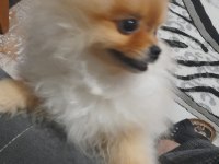 Oğluma benim kadar iyi bakabilecek birini arıyorum köpeğime