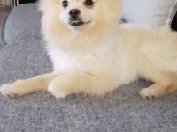 Asil oğlumu veriyorum pomeranian boo