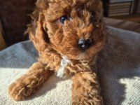 2 aylık safkan toy poodle bebeğimiz