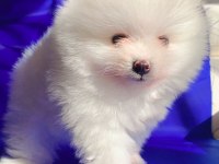 Dişi Pomeranian Boo