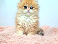 Nadir Tür British Longhair Golden Dişi Yavrularım