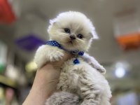 Üst kalite scottish fold bebeklerimiz