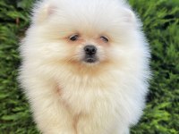 Ayı Surat Garantili Teacup Pomeranian Boo Bebeklerimiz