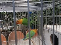 Cennet papağanı takım klasik 1 yaş