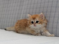 Ny12 şecereli british longhair