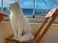 Safkan Angora kızımız yeni yuvasını arıyor