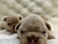 Üst kalite egzotik french bulldog yavrular