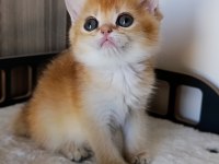Çikolata Golden Dişi Yavru British Shorthair