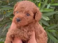 DUNYA TATLISI POODLE MİNİKLER