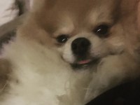 POMERANİAN BOO ERKEK 3 YAŞINDA