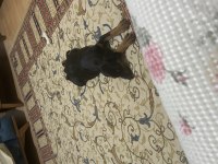 2 aylık Doberman