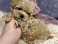 Aşılı ve Sağlıklı Maltipoo Mini Yavrular