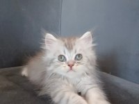 Minnoş kedilerim