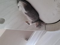 Alerji nedeniyle kedimiz