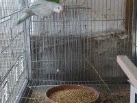 3 takım Monk papağanı