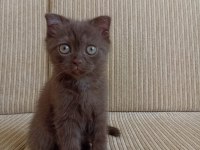 Scottish fold kedimin yavruları
