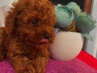 Elit Patiler Farkıyla Toy Poodle Yavrular