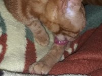 Ayaş çevresi kedi sahiplenmek isteyenler ulaşabilir