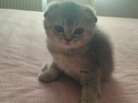 Scottish fold safkan