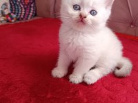 Safkan british shorthair yavrularımız